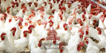 أسعار الدواجن والبيض اليوم في مصر الأربعاء 12 نوفمبر 2025.. استقرار الفراخ وارتفاع كارتونة البيض